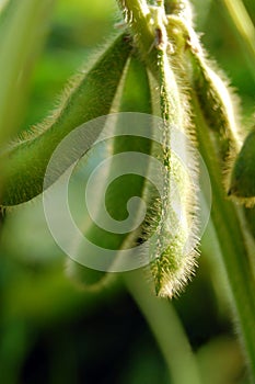 Green pods of soya photo