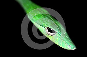 Green Poisonous snake photo