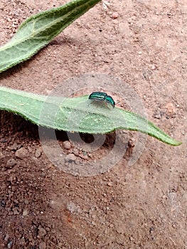 green pollen beetle on a leaf, July 2022 in Kenya