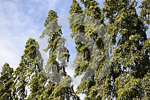 Green polyalthia longifolia tree