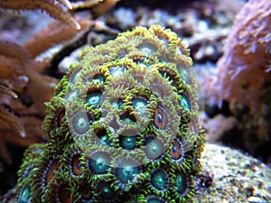 Green Polyp