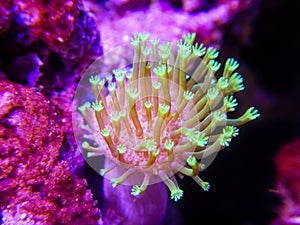 Green polyp toadstool leather coral