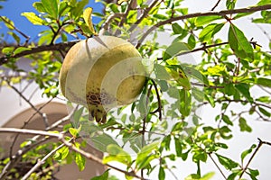 Pomegrante fruit on the tree.