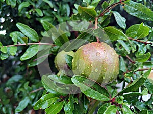 Green pomegranate in the tree (Punica granatum)