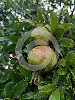 Green pomegranate in the tree (Punica granatum)