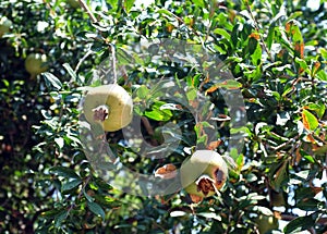 Green pomegranates hanging on tree branches