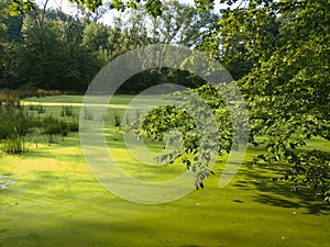 Green pond with cyanobacteria