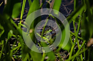 Green pond frog