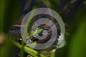 Green pond frog
