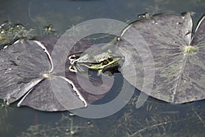 Green pond frog
