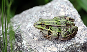 Green pond frog photo