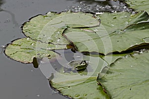 Green pond frog or rana amphibian species aquatic animal basking in the sun on lily pad, South park