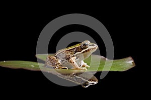 Green pond frog reflection amphibian
