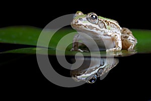 Green pond frog reflection water lily surface