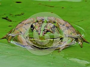 Green Pond Frog In Taiwan