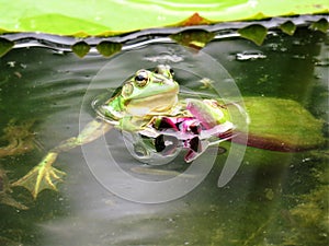 Green Pond Frog In Taiwan