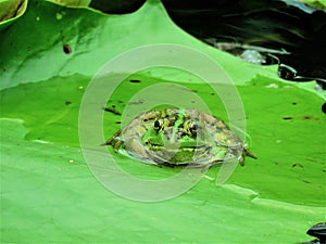 Green Pond Frog In Taiwan