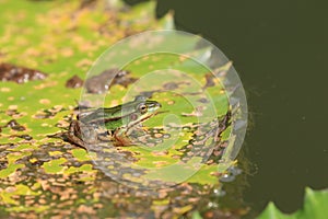 Green Pond Frog and Water Lily leaf