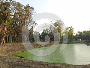 The green  pond of indian botanic garden  or Acharya Jagadish Chandra Bose Indian Botanic Garden.