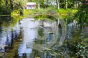 Green pond with swiming dog and travel trailer