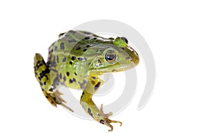 Green Pool Frog on white, Pelophylax lessonae