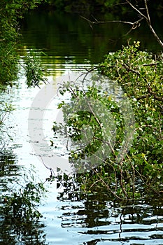 Green poplar tree fell into the river