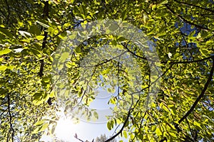 green poplars in the spring season in the forest