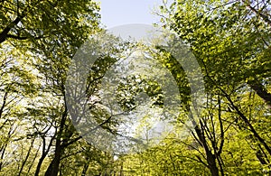 green poplars in the spring season in the forest