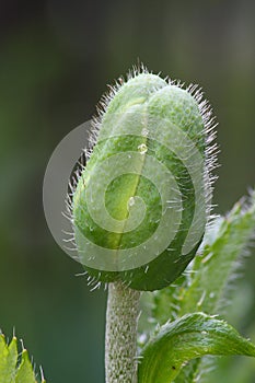 Green poppy head