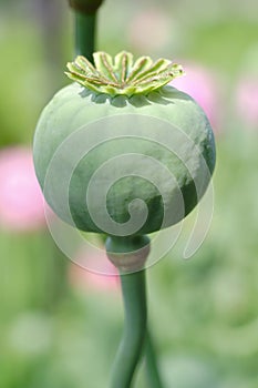 Green poppy - head