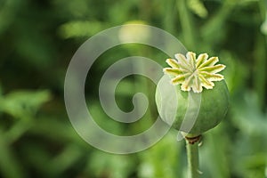 Green poppy head growing in field, closeup. Space for text