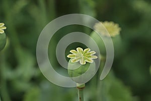 Green poppy head growing in field, closeup