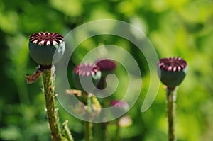 Green poppy heads.