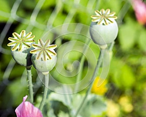 Green poppy heads in the garden