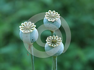 Green poppy heads