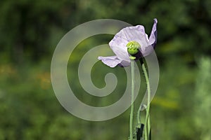 Green poppy heads grow in a field. Opium poppy, purple poppy flower blossoms Papaver somniferum