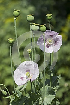 Green poppy heads grow in a field. Opium poppy, purple poppy flower blossoms Papaver somniferum