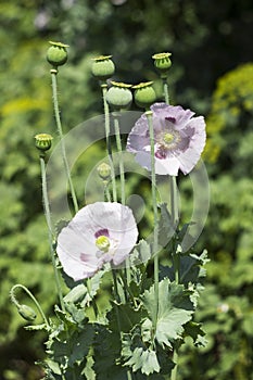 Green poppy heads grow in a field. Opium poppy, purple poppy flower blossoms Papaver somniferum