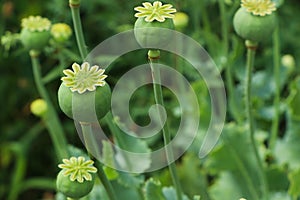 Green poppy heads growing in field, closeup. Space for text