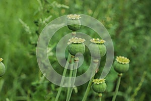 Green poppy heads growing in field, closeup. Space for text