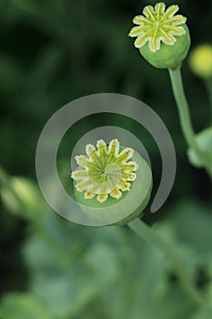 Green poppy heads growing in field, above view