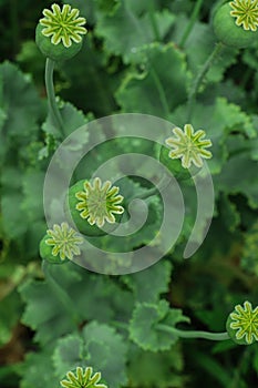 Green poppy heads growing in field, top view