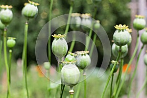 Green poppy heads growing in the garden,opium poppy