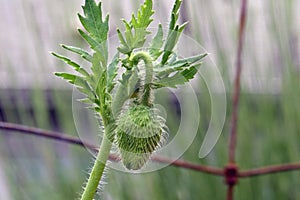 Green Poppy Pod with Leaf Cluster