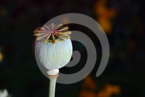 GREEN POPPY SEED CAPSULE WITH CENTRIFUGAL PATTERN ON CROWN ON TOP