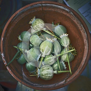 Green poppy seedheads drying in a flower pot
