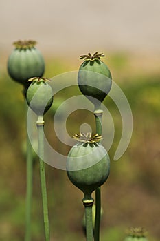 Green poppyhead