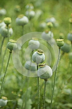 Green poppyheads