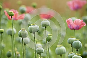 Green poppyheads