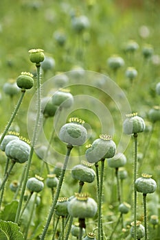 Green poppyheads